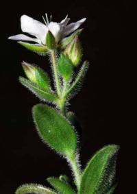 Minuartia cerastiifolia