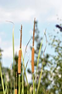 Typha angustifolia