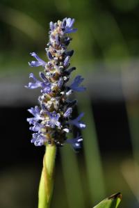 Pontederia cordata