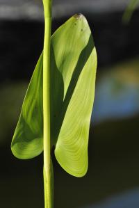 Pontederia cordata