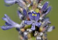 Pontederia cordata