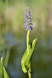 Pontederia cordata