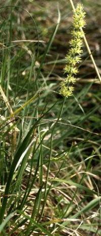 Tofieldia calyculata