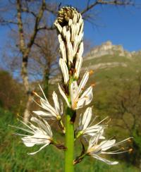 Asphodelus albus subsp. albus