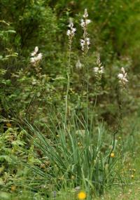 Asphodelus albus subsp. albus