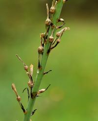 Asphodelus albus subsp. albus