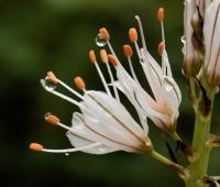 Asphodelus albus subsp. albus