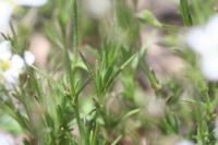 Minuartia verna subsp. verna