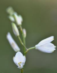 Anthericum liliago