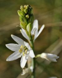 Anthericum liliago