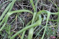 Anthericum liliago