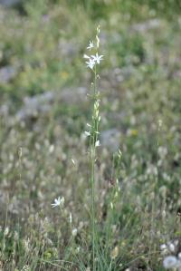 Anthericum liliago