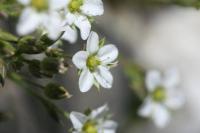 Minuartia verna subsp. verna