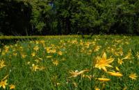 Hemerocallis lilioasphodelus 