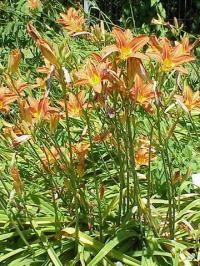 Hemerocallis fulva