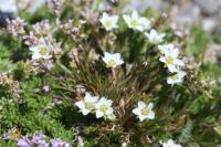 Minuartia verna subsp. verna