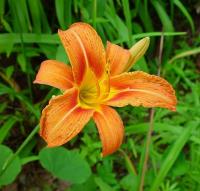 Hemerocallis fulva