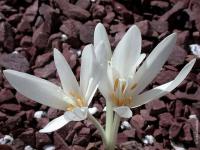 Colchicum autumnale