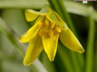 Gagea lutea