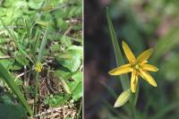 Gagea lutea