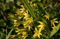 Gagea lutea