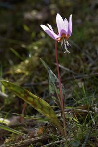 Erythronium dens-canis