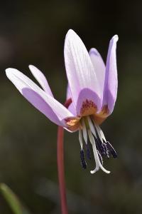 Erythronium dens-canis