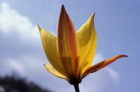 Tulipa sylvestris subsp. australis