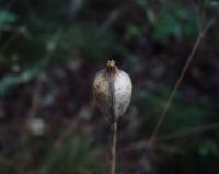 Tulipa sylvestris subsp. australis