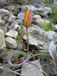 Tulipa sylvestris subsp. australis