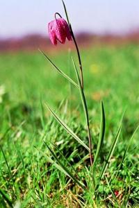 Fritillaria meleagris