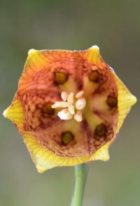 Fritillaria pyrenaica