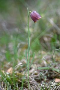 Fritillaria pyrenaica