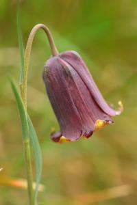 Fritillaria pyrenaica