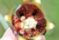 Fritillaria pyrenaica