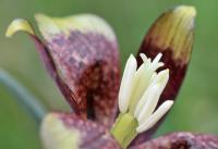 Fritillaria pyrenaica