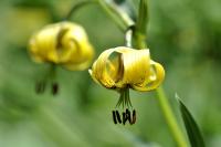 Lilium pyrenaicum