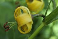 Lilium pyrenaicum