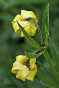 Lilium pyrenaicum