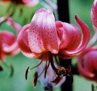 Lilium martagon