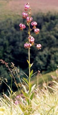 Lilium martagon