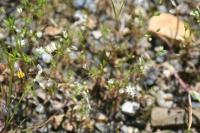 Bufonia tenuifolia