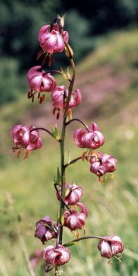 Lilium martagon