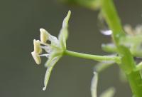 Ornithogalum pyrenaicum