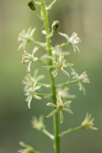 Ornithogalum pyrenaicum