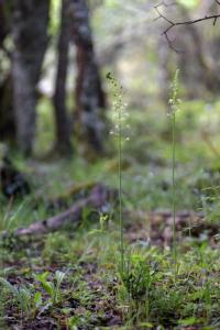 Ornithogalum pyrenaicum