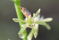 Ornithogalum pyrenaicum