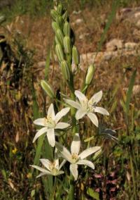 Ornithogalum narbonense