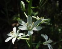 Ornithogalum narbonense