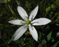 Ornithogalum umbellatum